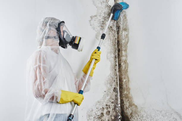 Trusted York, AL Water damage restoration Experts